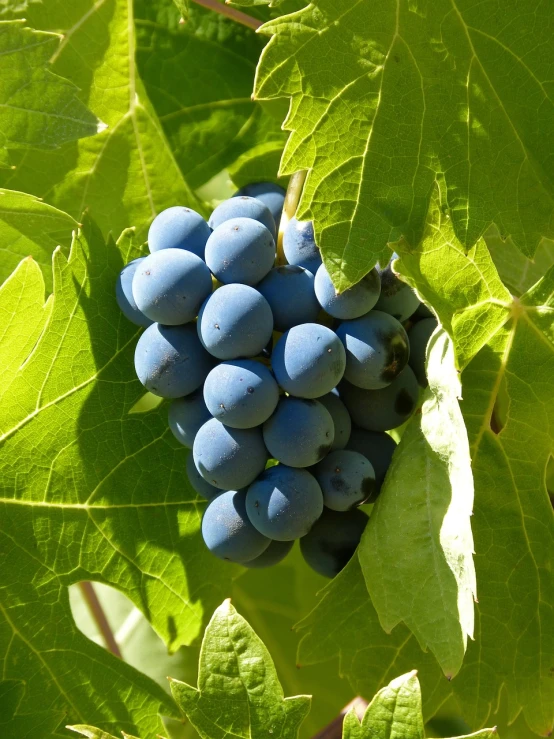 a close up of a bunch of grapes on a tree, a picture, pixabay, art nouveau, arrendajo in avila pinewood, blue, taken with a pentax1000, photograph credit: ap