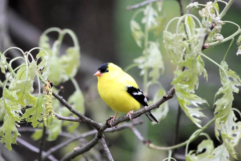 a yellow bird sitting on top of a tree branch, by David Garner, flickr, baroque, yellow and black trim, upon a peak in darien, photograph credit: ap, with yellow cloths