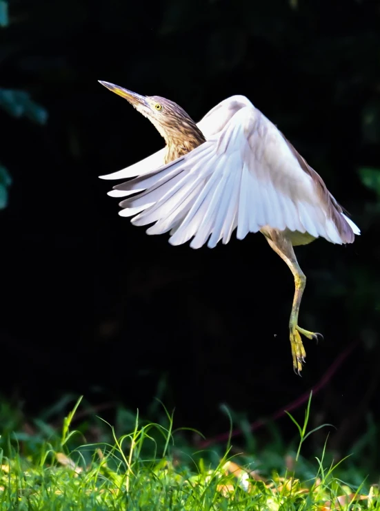 a bird that is flying in the air, a picture, by Sudip Roy, hurufiyya, albino mystic, sri lanka, mid morning lighting, 2 arms and 2 legs!