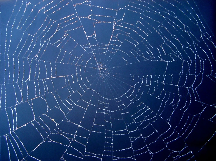 a spider web with water droplets on it, by Jon Coffelt, flickr, net art, night sky, computer wallpaper, wikipedia, david myers