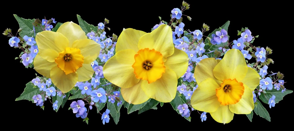 a group of yellow and blue flowers on a black background, by Joan Ayling, fine art, radiant smile. ultra wide shot, goddess of spring, stereogram, centred