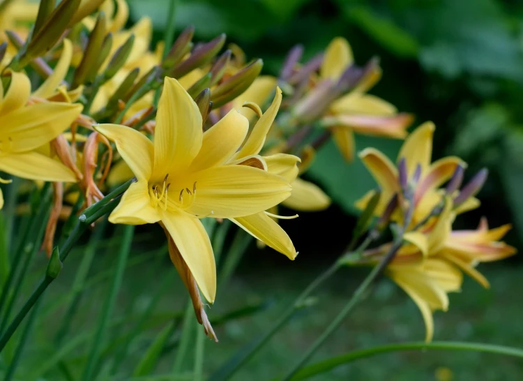 a group of yellow flowers sitting on top of a lush green field, a portrait, by Kathleen Allen, flickr, hymenocallis coronaria, lily petals, warm coloured, 2 years old