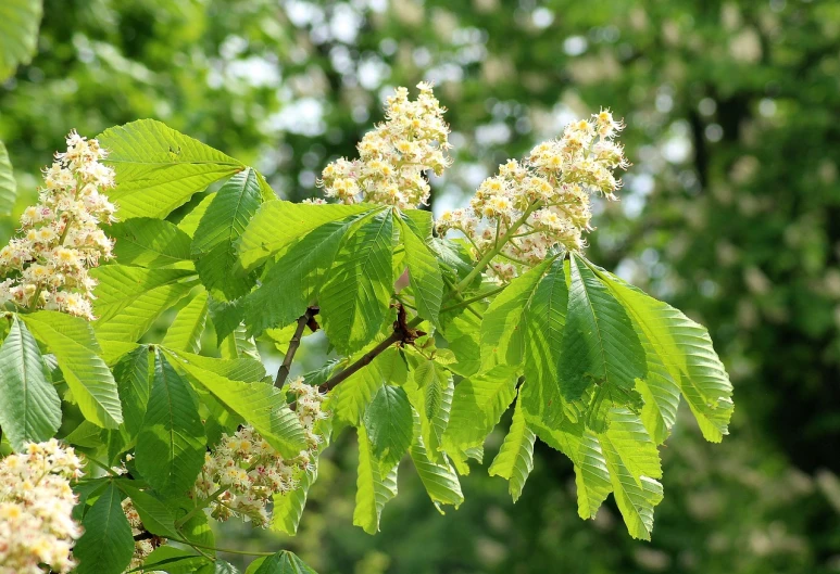 a close up of leaves and flowers on a tree, by Dietmar Damerau, hurufiyya, chestnut hair, pale green glow, large leaves, slight bloom