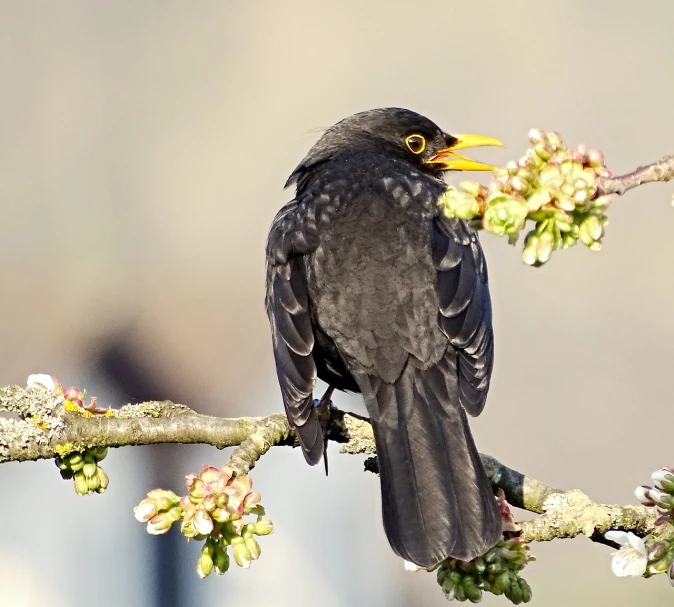 a black bird sitting on top of a tree branch, a picture, by Hans Schwarz, pixabay, hatched pointed ears, daisy, singing for you, long thick shiny gold beak