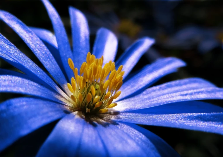 a close up of a blue flower with a yellow center, by Hans Schwarz, flickr, hurufiyya, golden glow, realistic depiction, sirius, miniature cosmos