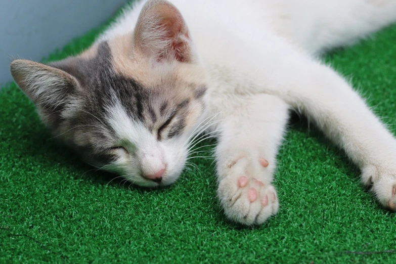 a cat that is laying down on some grass, by Yi Jaegwan, shutterstock, cafe for felted animals, sweet dreams, young cute face, hand