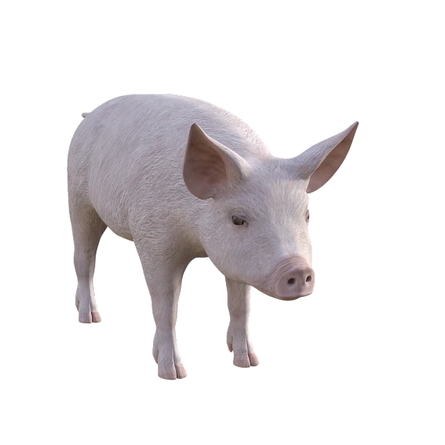 a white pig standing in front of a black background, a raytraced image, trending on polycount, photorealism, low quality 3d model, octane render h 1024, long pointy pink nose, shot of a highly detailed