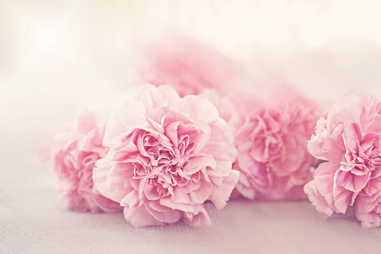 a bunch of pink flowers sitting on top of a table, a pastel, romanticism, carnation, beautiful photography, beautiful flower, low dof