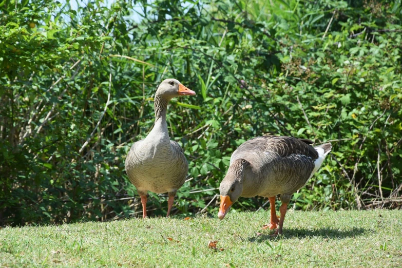 a couple of ducks standing on top of a grass covered field, a portrait, pexels, dau-al-set, img _ 9 7 5. raw, goose!!!!!, having a snack, 🦩🪐🐞👩🏻🦳