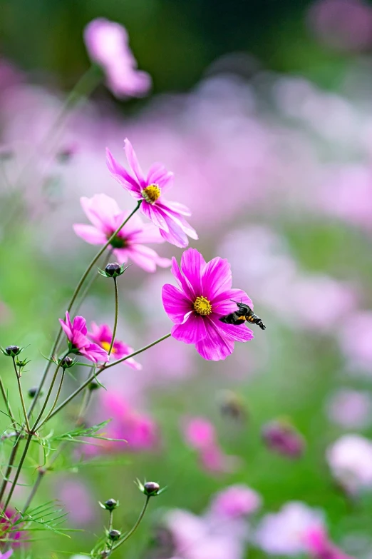 a bunch of pink flowers sitting on top of a lush green field, a picture, by Yi Jaegwan, (bee), cosmos, super detailed image, quiet beauty