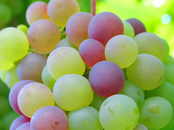 a close up of a bunch of grapes, by Jan Rustem, flickr, pink white and green, soft rainbow, bottom - view, full of colour 8-w 1024