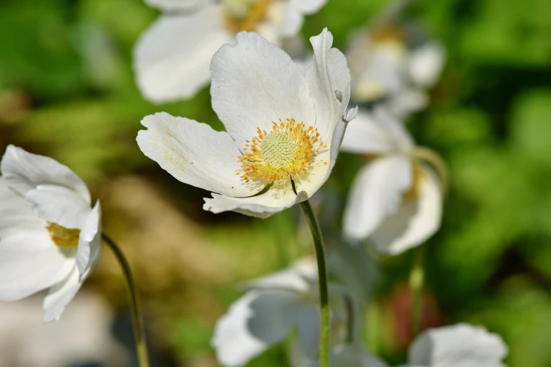 a group of white flowers sitting on top of a lush green field, by Erwin Bowien, pixabay, art nouveau, anemone, close - up profile, himalayan poppy flowers, in a row