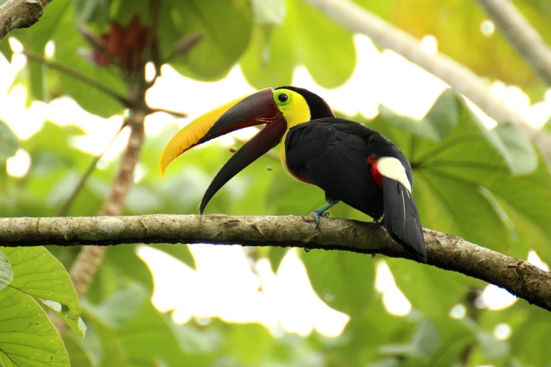 a colorful bird sitting on top of a tree branch, sumatraism, 6 toucan beaks, banana, kodak photo, istock