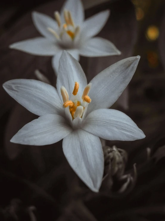 a couple of white flowers sitting next to each other, by Jacob Kainen, 4k detail post processing, lily, tiny stars, powerful detail