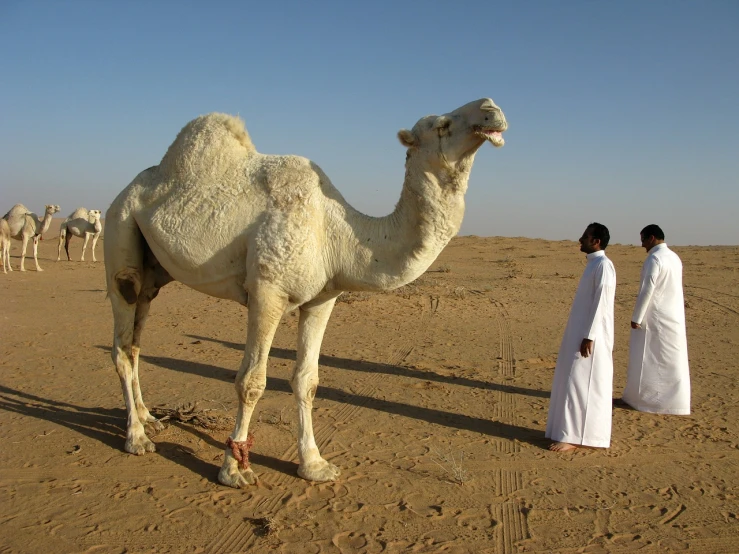 a man standing next to a camel in the desert, a picture, by Robert Brackman, shutterstock, wearing white robes, wikimedia commons, family photo, w 7 6 8