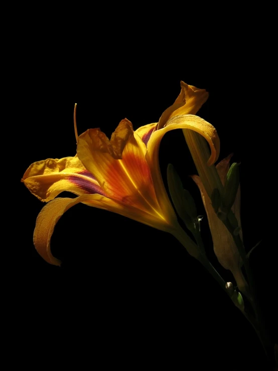 a close up of a flower on a black background, a portrait, by Jan Rustem, lily, with a bright yellow aureola, various posed, back - lit