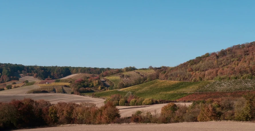 a couple of cows standing on top of a lush green hillside, by Werner Gutzeit, flickr, figuration libre, autumn field, wine, seen from a distance, terracotta