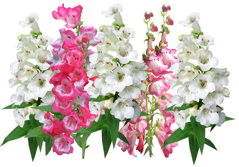 a bouquet of pink and white flowers against a black background, by Susan Heidi, renaissance, salvia, high resolution ultradetailed, bells, panorama