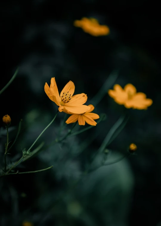 a group of yellow flowers sitting on top of a lush green field, by Matthias Weischer, unsplash, minimalism, very dark background, miniature cosmos, orange tone, dark hues