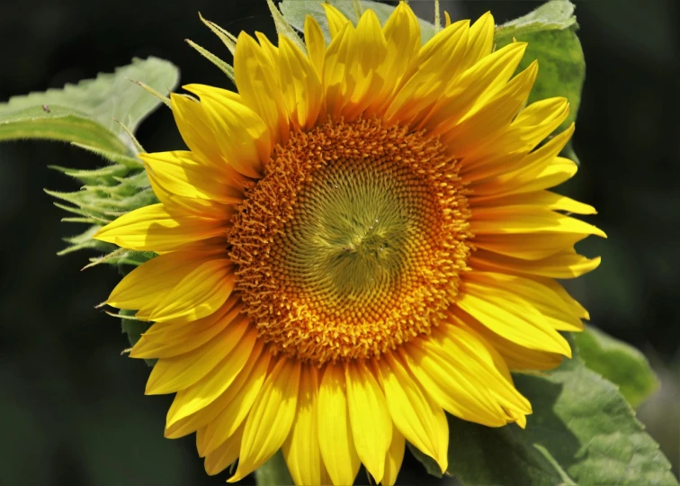 a close up of a sunflower with green leaves, by Yasushi Sugiyama, beautiful flower, high quality product image”