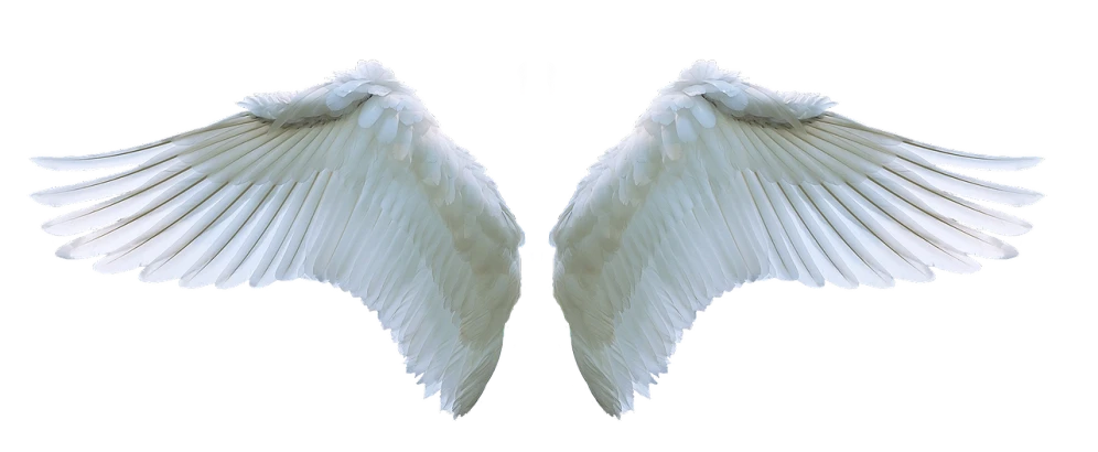 a pair of white wings on a white background, a photo, pexels, digital art, renaissance nimbus overhead, merged machima, 33mm photo, ears