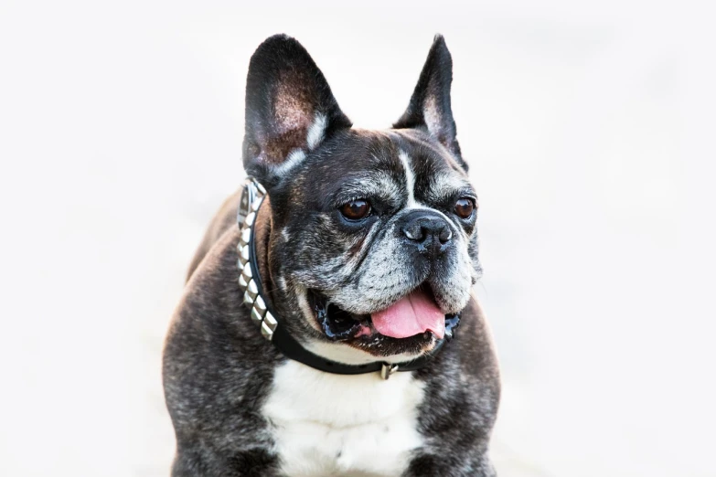 a close up of a dog wearing a collar, by Maksimilijan Vanka, pexels, bauhaus, french bulldog, portrait of an old, bling, looking from side!