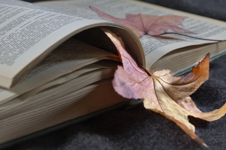 an open book with a leaf sticking out of it, a macro photograph, photorealism, autumn season, closeup photo, shaded, hyperrealism photo
