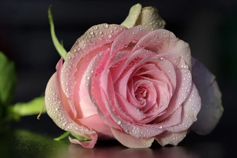a pink rose with water droplets on it, a photorealistic painting, pixabay, romanticism, highly detailed photo 4k, close - ups, good night, sergey krasovskiy
