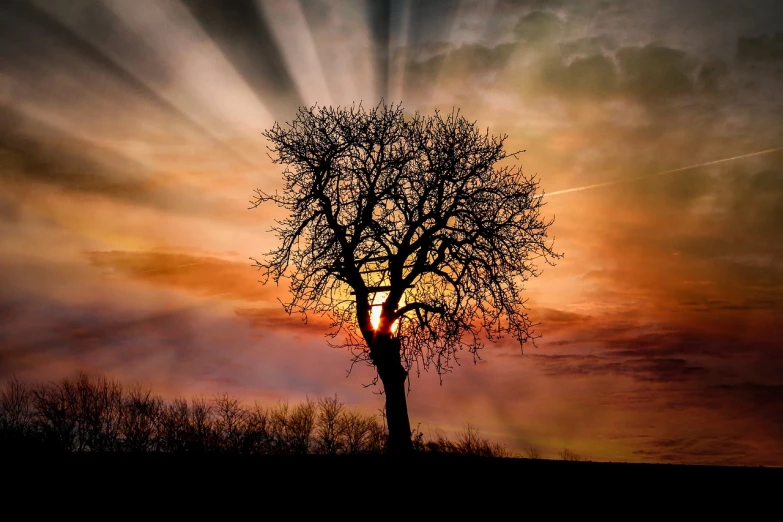 a tree is silhouetted against a sunset sky, by Mirko Rački, pixabay contest winner, romanticism, glowing god rays, brain tree eye holy grail, with backdrop of god rays, awesome greate composition