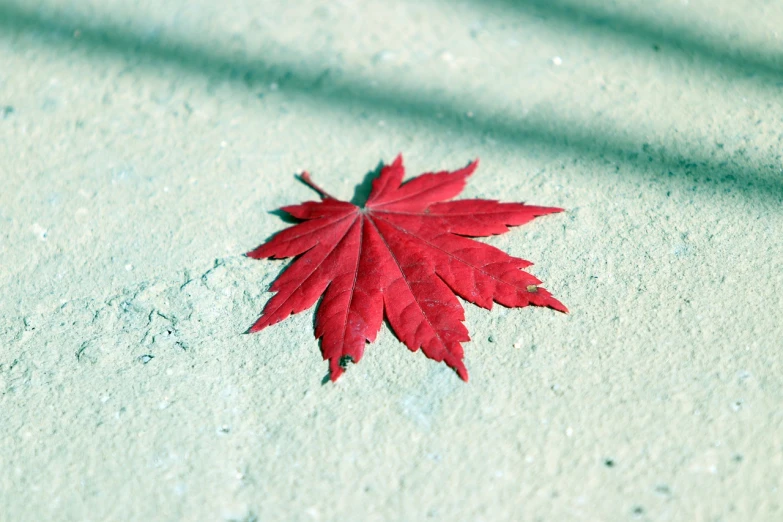 a red leaf is laying on the ground, by Shigeru Aoki, hurufiyya, simplified, sidewalk, emerald, floating