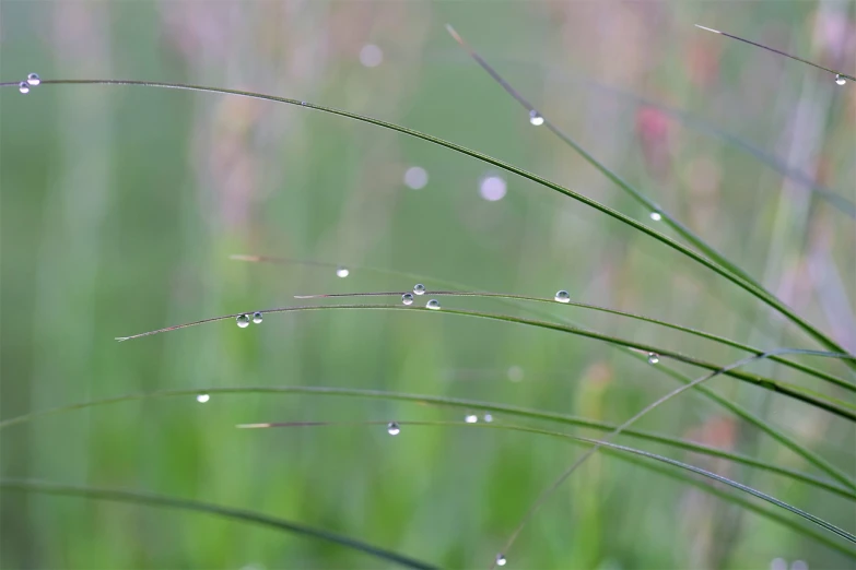 a close up of a plant with water droplets on it, by Jan Rustem, pixabay, field of grass, soft reflections, prairie, slight overcast weather