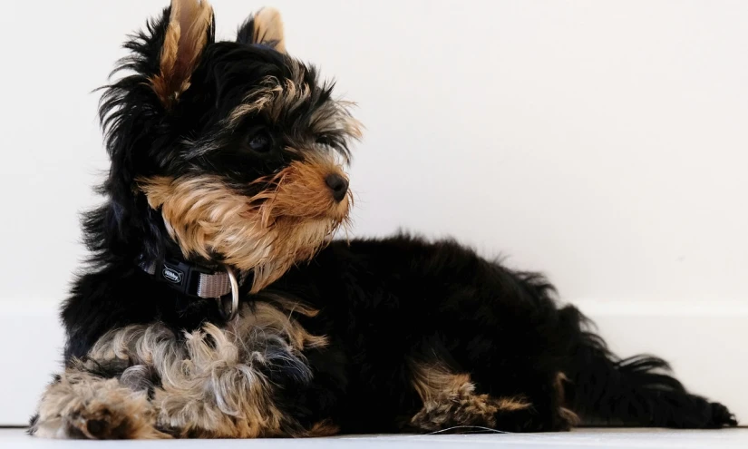 a small black and brown dog sitting next to a computer mouse, a portrait, by David Simpson, pixabay, yorkshire terrier, a black choker, sitting in a fluffy cloud, puppies