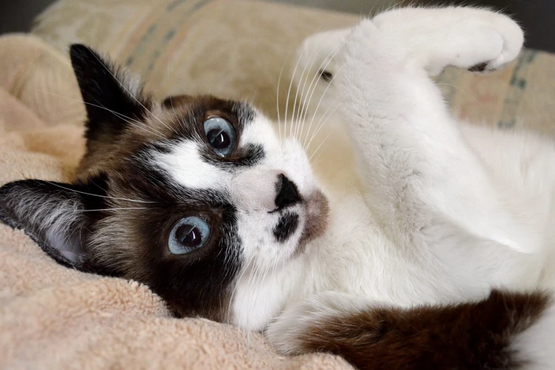 a cat laying on its back on a couch, a portrait, flickr, huge-eyed, taking a selfie, closeup photo, afp