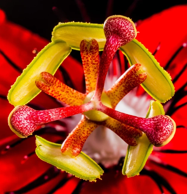 a close up view of a red flower, a macro photograph, by Robert Brackman, precisionism, h. hydrochaeris, honeysuckle, samson pollen, highly detailed product photo