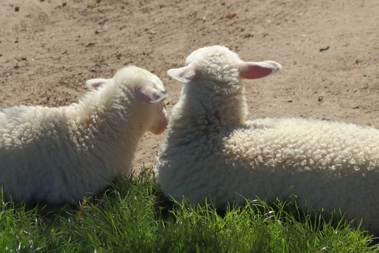 a couple of sheep laying on top of a lush green field, flickr, albino dwarf, close - up profile, warm sunshine, shaded