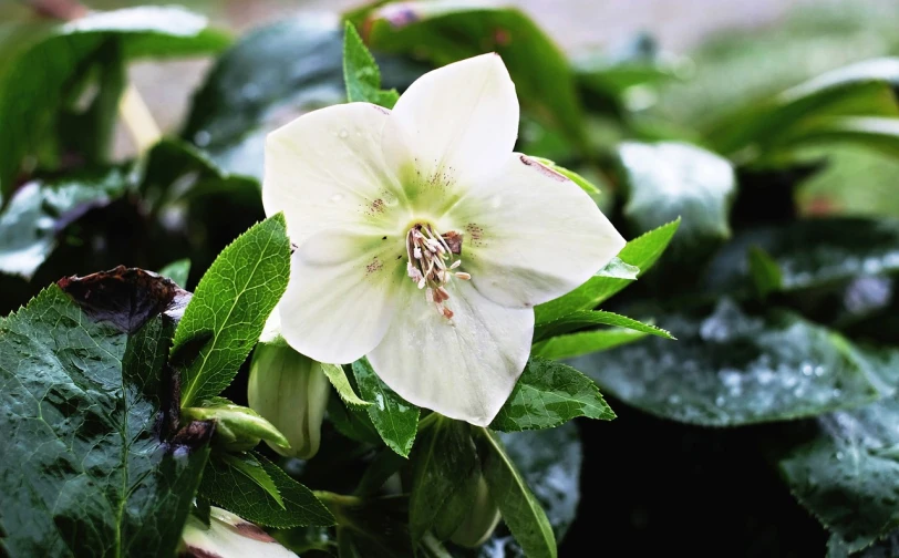 a close up of a white flower with green leaves, a pastel, by Jim Nelson, pixabay, hurufiyya, clematis like stars in the sky, inside view, a beautiful mine, on a cloudy day