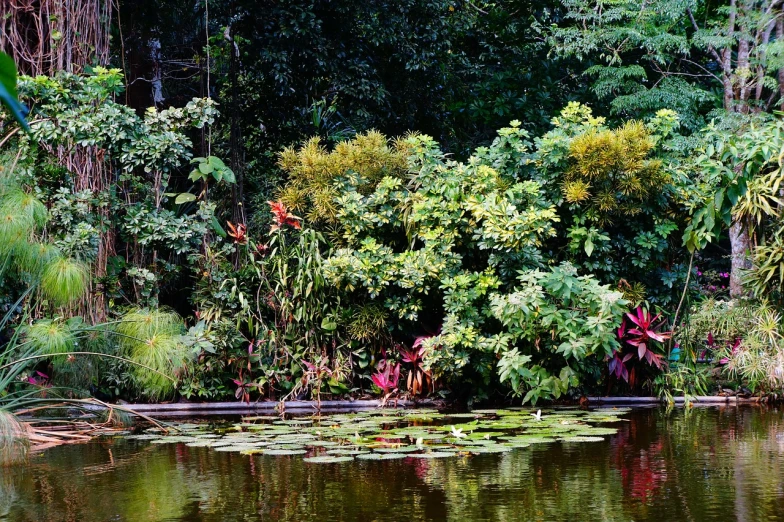 a body of water surrounded by trees and plants, inspired by Ethel Schwabacher, flickr, sumatraism, tropical flower plants, singapore, colorful contrast, green and red plants
