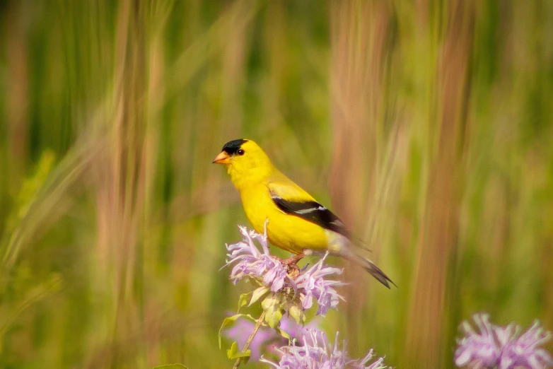 a yellow bird sitting on top of a purple flower, by Jim Manley, flickr, wildflowers and grasses, long thick shiny black beak, wisconsin, beautiful man