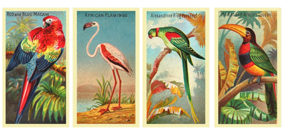 a series of four postcards depicting parrots and flamingos, by Alexander Runciman, shutterstock, trade card game, african plains, with blunt brown border, red green black teal