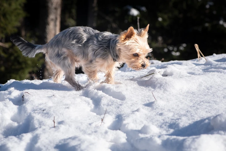 a small dog is walking in the snow, a portrait, bauhaus, sunny day in the forrest, doing a sassy pose, idaho, high res photo