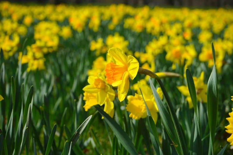 a field of yellow daffodils on a sunny day, a picture, by David Simpson, pexels, hurufiyya, depth of field”, resting, flash photo, stock photo