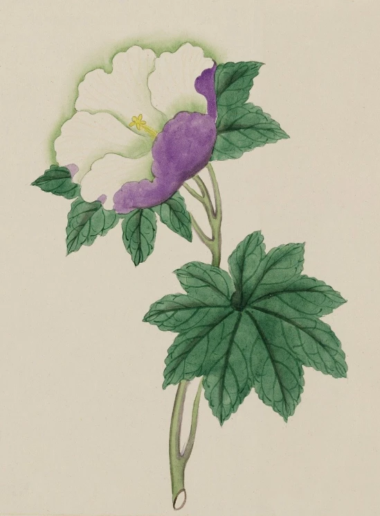 a painting of a white flower with green leaves, an illustration of, by Asai Chū, white and purple, hibiscus, courtesy of moma, botanical drawing