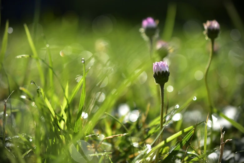 a couple of purple flowers sitting on top of a lush green field, a macro photograph, by Istvan Banyai, pixabay, minimalism, wet grass, sparkling in the sunlight, clover, in the morning
