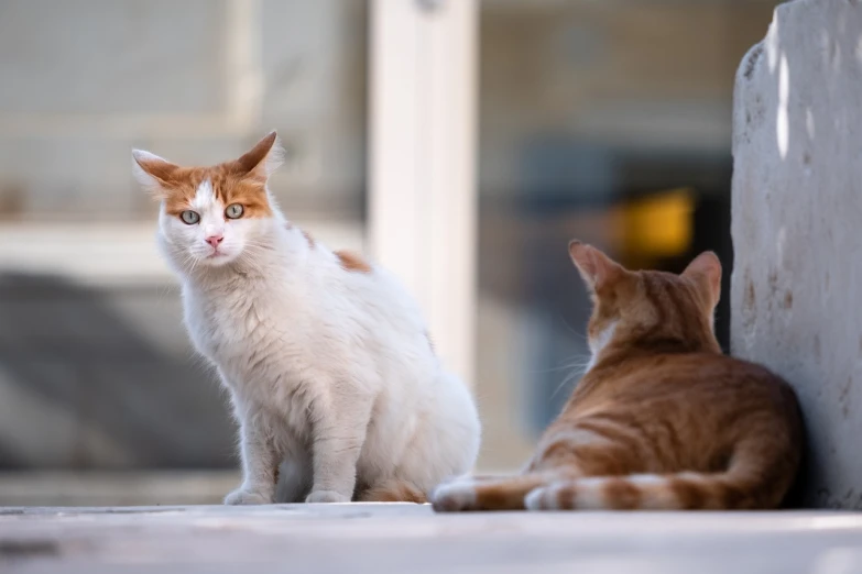 a couple of cats sitting next to each other, by Etienne Delessert, shutterstock, bokeh in the background only, in front of the house, white and orange, older male