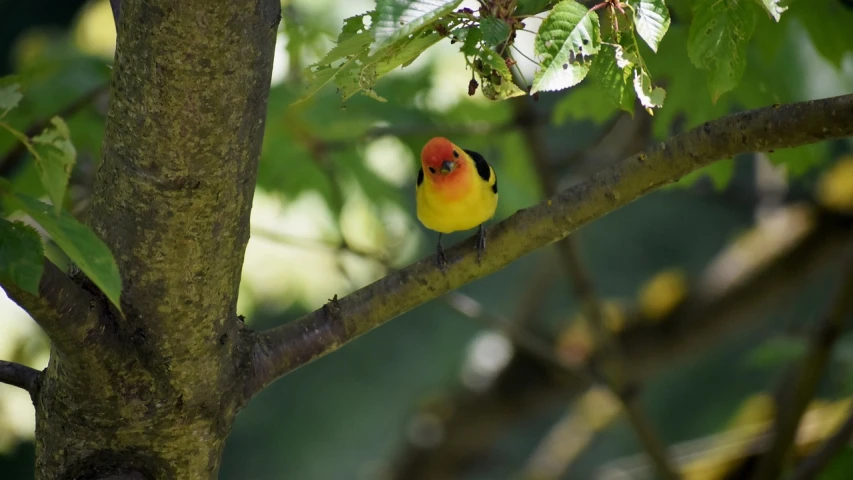 a yellow and red bird perched on a tree branch, by David Garner, flickr, mingei, with red hair, longshot, summer morning, jin shan