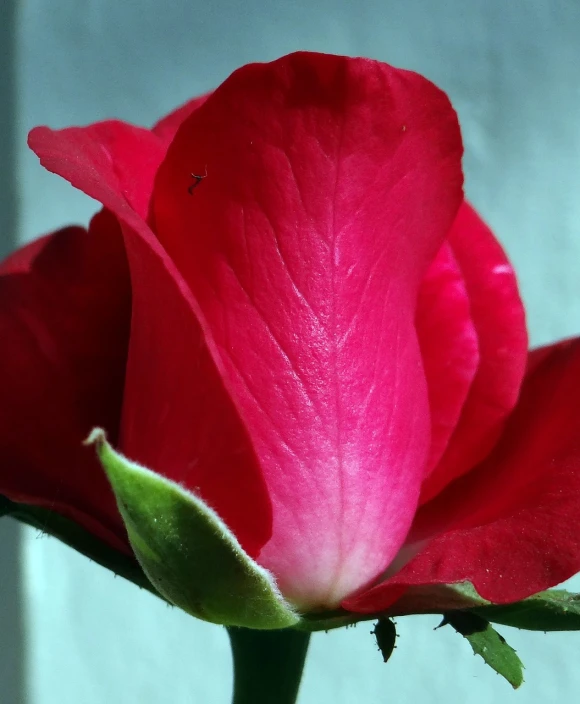 a close up of a red rose on a stem, flickr, romanticism, phone photo, difraction from back light, jasmine, pink petals