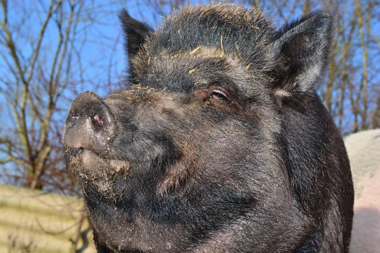 a close up of a pig's face with trees in the background, a photo, by Jan Konůpek, baroque, sideburns, january 20th, black, redneck