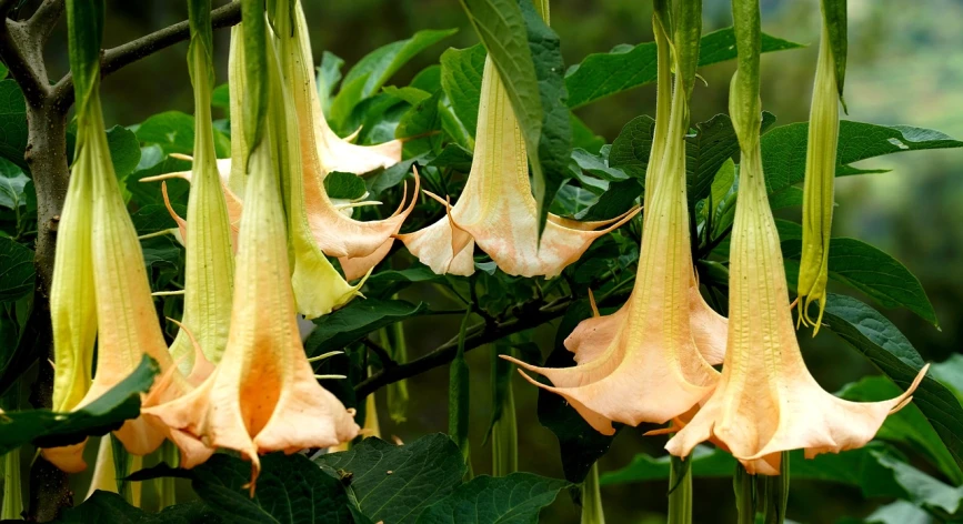 a close up of a bunch of flowers on a tree, inspired by Carpoforo Tencalla, pixabay, hurufiyya, angel's trumpet, has horns: a sharp, gourds, florida