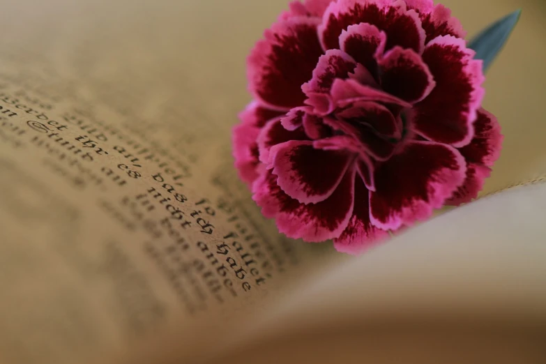 a pink flower sitting on top of an open book, a macro photograph, by Sophie Pemberton, carnation, poetry, brown and magenta color scheme, wallpaper!