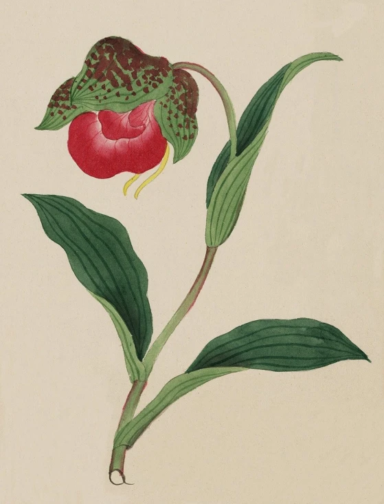 a drawing of a red flower with green leaves, an illustration of, by Maria Sibylla Merian, flickr, sōsaku hanga, holding a red orchid, sepals forming helmet, finely painted, fuchsia